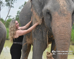 Заповедник слонов Elephant Jungle Sanctuary Pattaya - фото 501