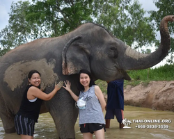 Заповедник слонов Elephant Jungle Sanctuary Pattaya - фото 413