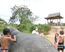 Заповедник слонов Elephant Jungle Sanctuary Pattaya - фото 618