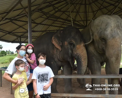 Заповедник слонов Elephant Jungle Sanctuary Pattaya - фото 918