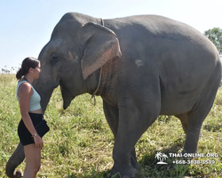 Заповедник слонов Elephant Jungle Sanctuary Pattaya - фото 330