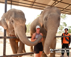 Заповедник слонов Elephant Jungle Sanctuary Pattaya - фото 506