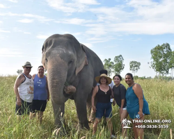 Заповедник слонов Elephant Jungle Sanctuary Pattaya - фото 677