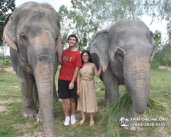 Заповедник слонов Elephant Jungle Sanctuary Pattaya - фото 202