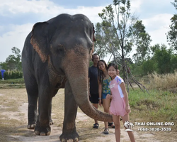 Заповедник слонов Elephant Jungle Sanctuary Pattaya - фото 403