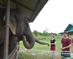 Заповедник слонов Elephant Jungle Sanctuary Pattaya - фото 1058
