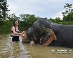 Заповедник слонов Elephant Jungle Sanctuary Pattaya - фото 812