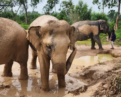 Заповедник слонов Elephant Jungle Sanctuary Pattaya - фото 11