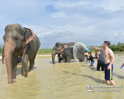 Заповедник слонов Elephant Jungle Sanctuary Pattaya - фото 1080