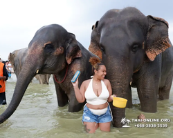 Заповедник слонов Elephant Jungle Sanctuary Pattaya - фото 871