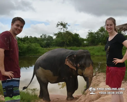 Заповедник слонов Elephant Jungle Sanctuary Pattaya - фото 1092
