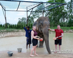 Заповедник слонов Elephant Jungle Sanctuary Pattaya - фото 206