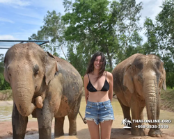 Заповедник слонов Elephant Jungle Sanctuary Pattaya - фото 600