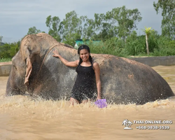 Заповедник слонов Elephant Jungle Sanctuary Pattaya - фото 668