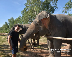 Заповедник слонов Elephant Jungle Sanctuary Pattaya - фото 305