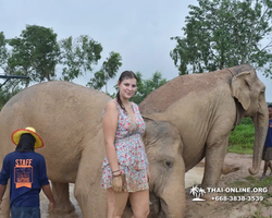 Заповедник слонов Elephant Jungle Sanctuary Pattaya - фото 266
