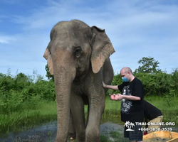 Заповедник слонов Elephant Jungle Sanctuary Pattaya - фото 1013