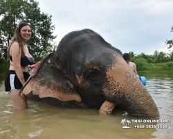 Заповедник слонов Elephant Jungle Sanctuary Pattaya - фото 867