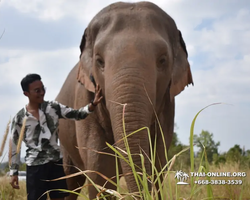 Заповедник слонов Elephant Jungle Sanctuary Pattaya - фото 1097