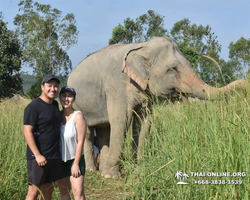 Заповедник слонов Elephant Jungle Sanctuary Pattaya - фото 51