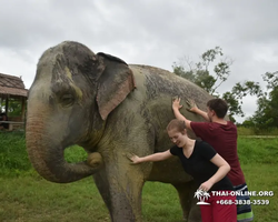 Заповедник слонов Elephant Jungle Sanctuary Pattaya - фото 1020