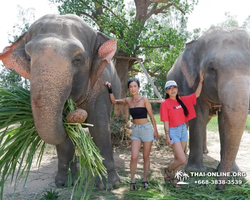 Заповедник слонов Elephant Jungle Sanctuary Pattaya - фото 176
