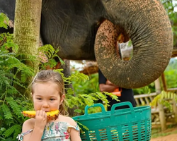 Заповедник слонов Elephant Jungle Sanctuary Pattaya - фото 341
