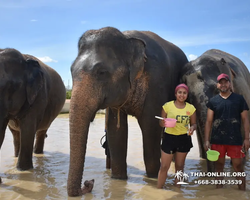 Заповедник слонов Elephant Jungle Sanctuary Pattaya - фото 1017