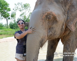 Заповедник слонов Elephant Jungle Sanctuary Pattaya - фото 570