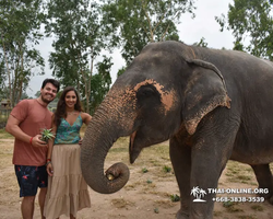 Заповедник слонов Elephant Jungle Sanctuary Pattaya - фото 128