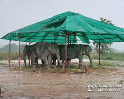 Заповедник слонов Elephant Jungle Sanctuary Pattaya - фото 689