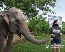 Заповедник слонов Elephant Jungle Sanctuary Pattaya - фото 181