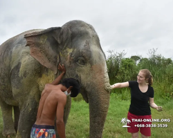 Заповедник слонов Elephant Jungle Sanctuary Pattaya - фото 1027