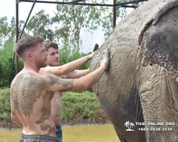 Заповедник слонов Elephant Jungle Sanctuary Pattaya - фото 193