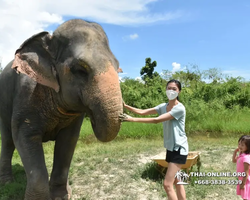 Заповедник слонов Elephant Jungle Sanctuary Pattaya - фото 572