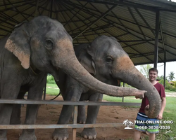 Заповедник слонов Elephant Jungle Sanctuary Pattaya - фото 940