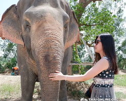 Заповедник слонов Elephant Jungle Sanctuary Pattaya - фото 1