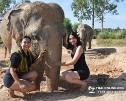 Заповедник слонов Elephant Jungle Sanctuary Pattaya - фото 69