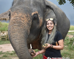 Заповедник слонов Elephant Jungle Sanctuary Pattaya - фото 215