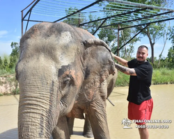 Заповедник слонов Elephant Jungle Sanctuary Pattaya - фото 119