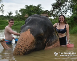 Заповедник слонов Elephant Jungle Sanctuary Pattaya - фото 645