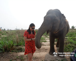 Заповедник слонов Elephant Jungle Sanctuary Pattaya - фото 938