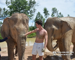 Заповедник слонов Elephant Jungle Sanctuary Pattaya - фото 310
