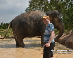 Заповедник слонов Elephant Jungle Sanctuary Pattaya - фото 587