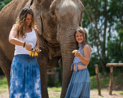 Заповедник слонов Elephant Jungle Sanctuary Pattaya - фото 511