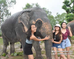 Заповедник слонов Elephant Jungle Sanctuary Pattaya - фото 168