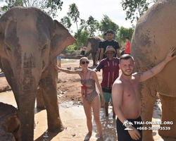 Заповедник слонов Elephant Jungle Sanctuary Pattaya - фото 517
