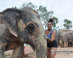 Заповедник слонов Elephant Jungle Sanctuary Pattaya - фото 448