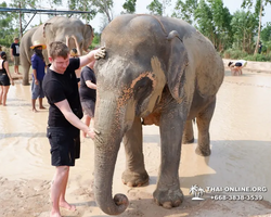 Заповедник слонов Elephant Jungle Sanctuary Pattaya - фото 537