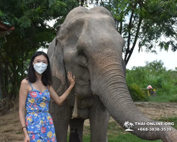 Заповедник слонов Elephant Jungle Sanctuary Pattaya - фото 481